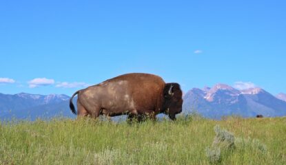 Bison in Montana